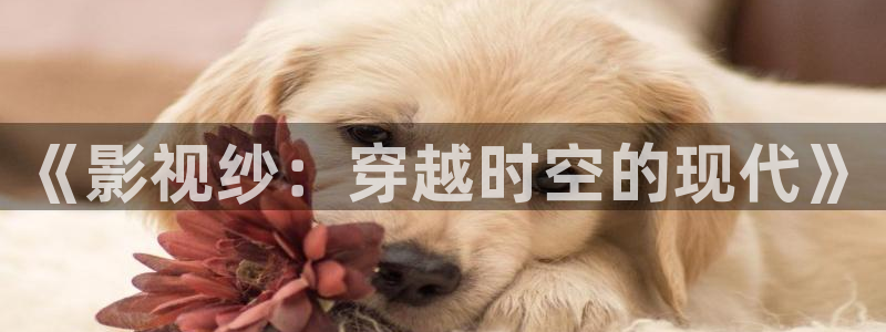 一拳超人星辰影视
